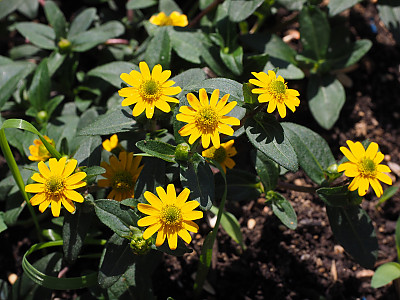 덩굴백일홍 사진 - Sanvitalia procumbens Photos