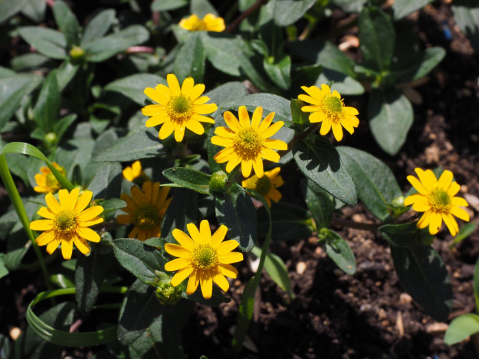 덩굴백일홍 - Mexican creeping zinnia, Sanvitalia procumbens