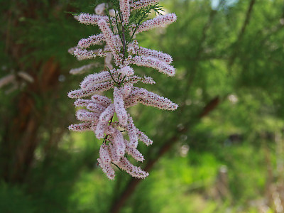 위성류 사진 - Tamarix chinensis Lour. Photos