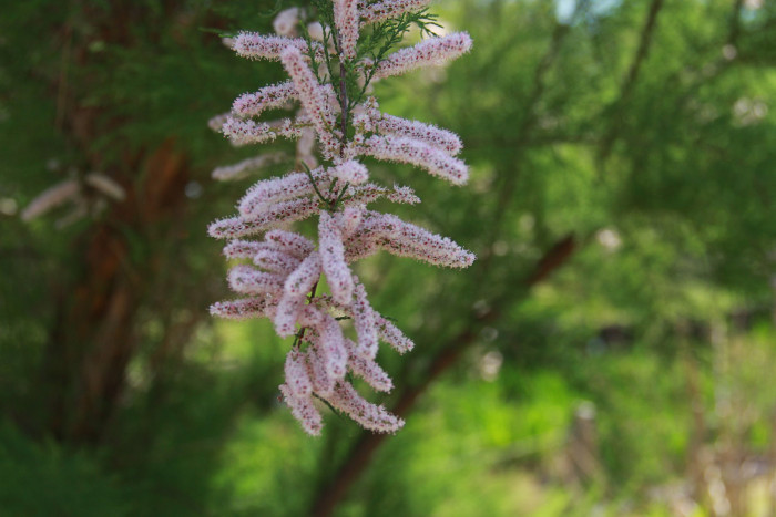 위성류 - Tamarix chinensis Lour.