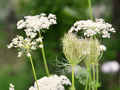 당근 사진 - Daucus carota subsp. sativa (Hoffm.) Arcang. Photos