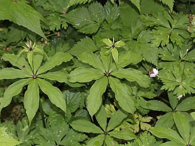 삿갓나물 사진 - Paris verticillata M.Bieb. Photos
