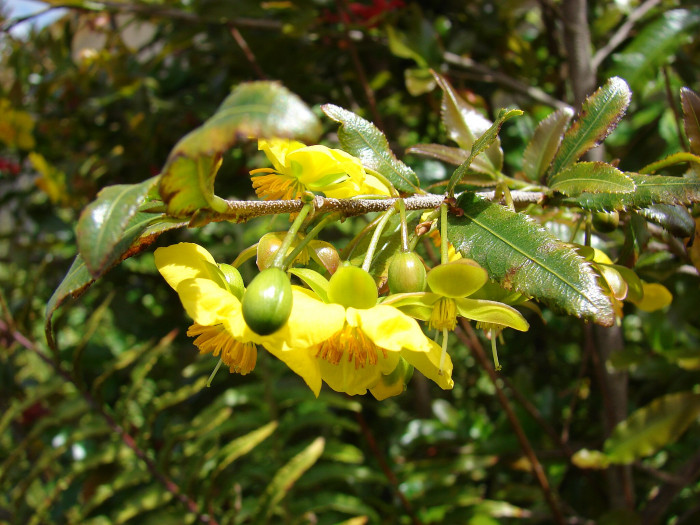 미키마우스트리 - Mickey Mouse bush, Small-leaved plane, Carnival bush, Ochna serrulata