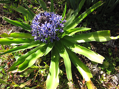포르투갈 무릇 사진 - Scilla peruviana L. Photos