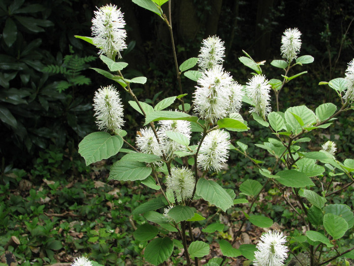 실목련 - Witch Alder, dwarf fothergilla, American wych hazel, dwarf witchalder, Fothergilla gardenii L.
