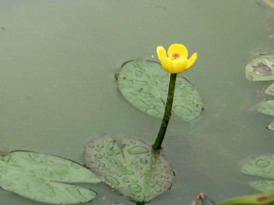 왜개연 사진 - Nuphar pumila (Timm) DC. Photos