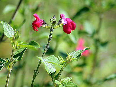 핫립세이지 사진 - Salvia Microphylla Photos