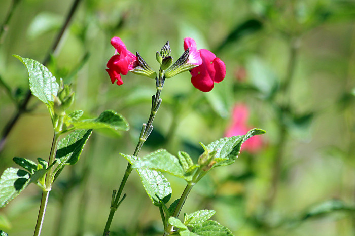 핫립세이지 - HotLipsSage, Salvia Microphylla
