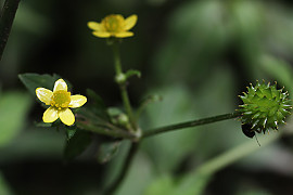 왜젓가락풀 - Ranunculus silerifolius H. Lév.