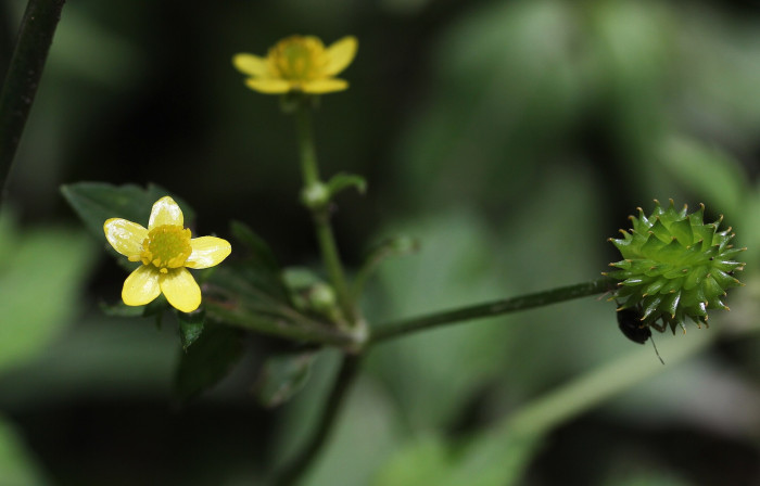 왜젓가락풀 - Ranunculus silerifolius H. Lév.
