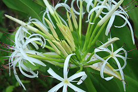 문주란 - Crinum asiaticum var. japonicum Baker