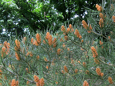 백송 사진 - Pinus bungeana Zucc. ex Endl. Photos