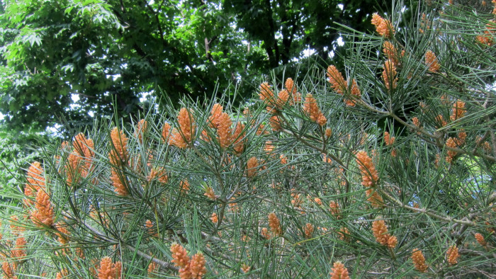백송 - ㅌ, Pinus bungeana Zucc. ex Endl.