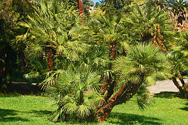 자매로프스야자 - Chamaerops humilis L.