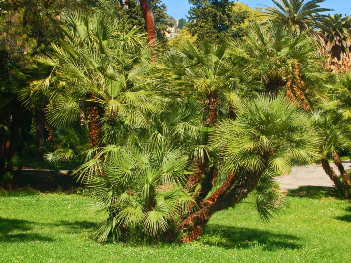 자매로프스야자 - Hair palm, Dwarf Fan Palm, Chamaerops humilis L.