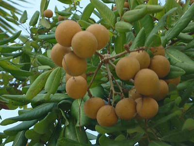 용안 사진 - Dimocarpus longan Lour. Photos