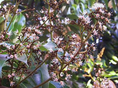 리치 사진 - Litchi chinensis Photos