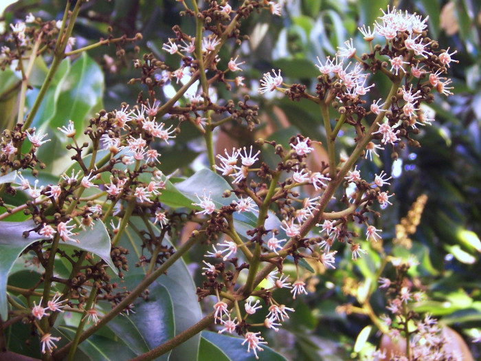리치 - Lychee Fruit, Litchi chinensis