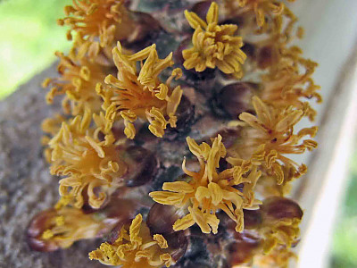 홍종려야자 사진 - Latania lontaroides (Gaertn.) H. E. Moore Photos