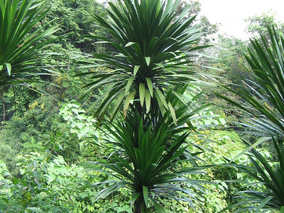 잔파 사진 - Dracaena loureiri Photos