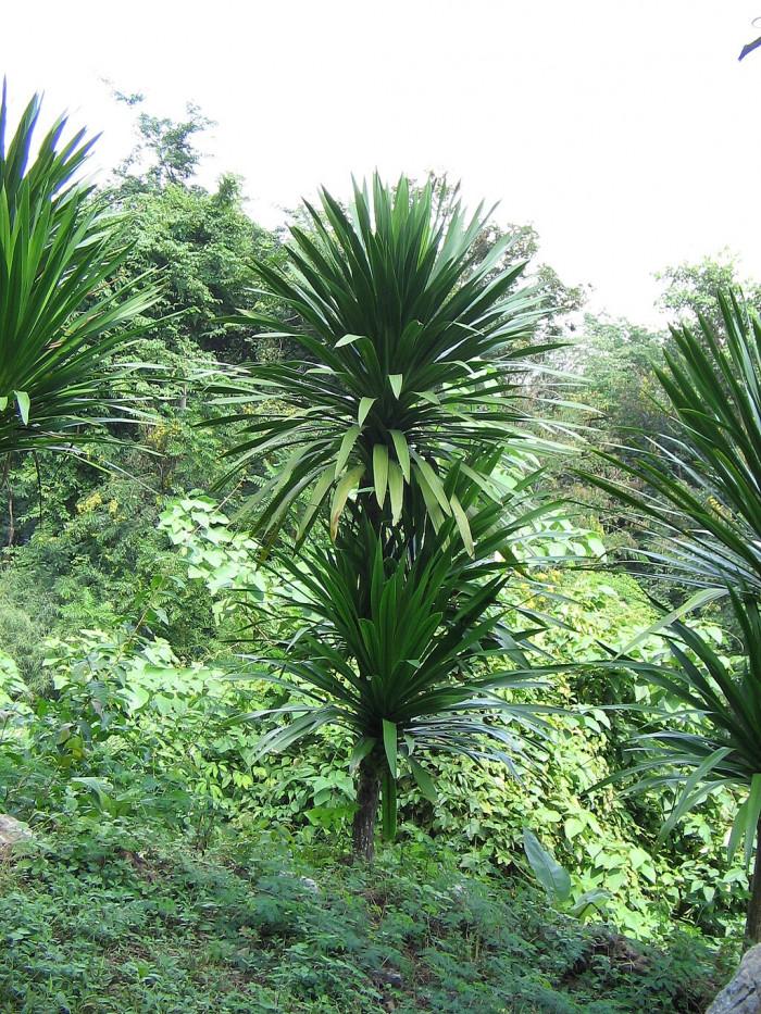 잔파 - Thai Dracaena, Dracaena loureiri