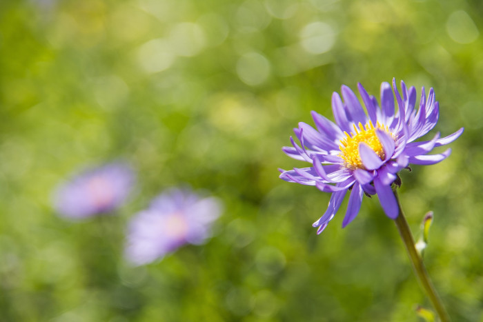 산구름국화 - Alpine aster, Aster alpinus