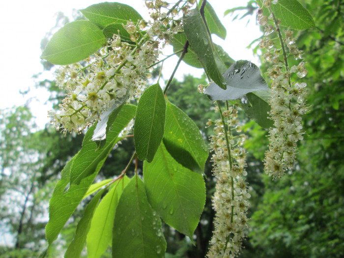 세로티나 벚나무 - Black Cherry, Prunus serotina