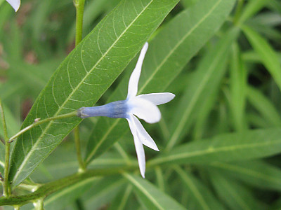 정향풀 사진 - Amsonia elliptica (Thunb.) Roem. & Schult. Photos