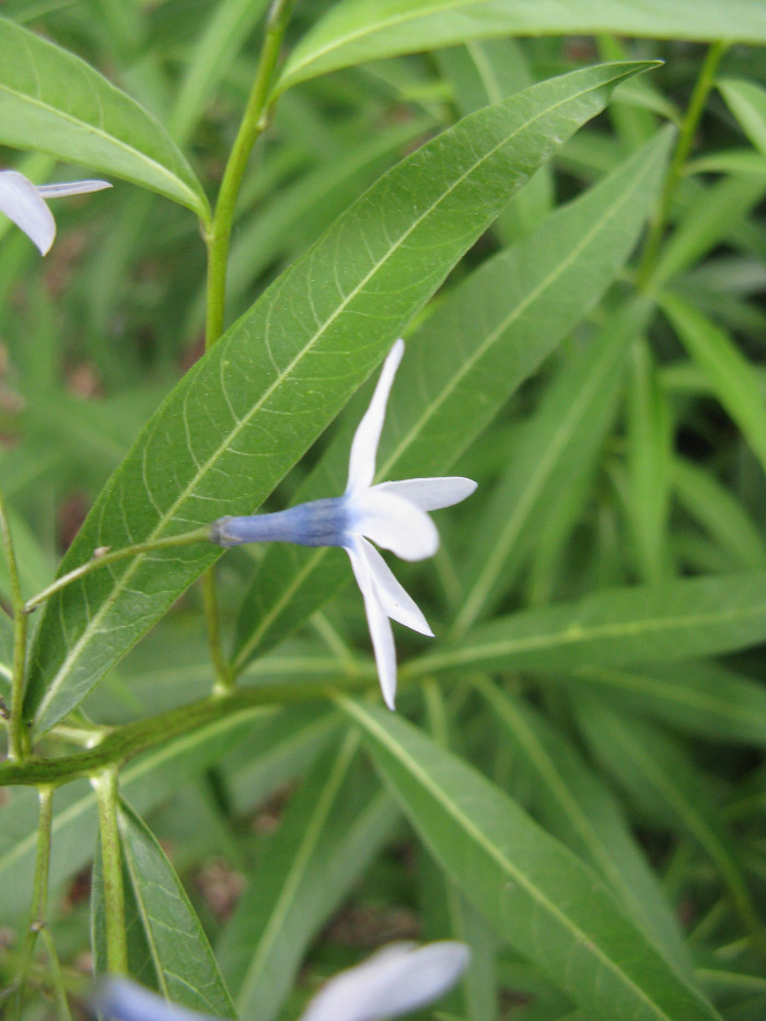 정향풀 - Amsonia elliptica (Thunb.) Roem. & Schult.