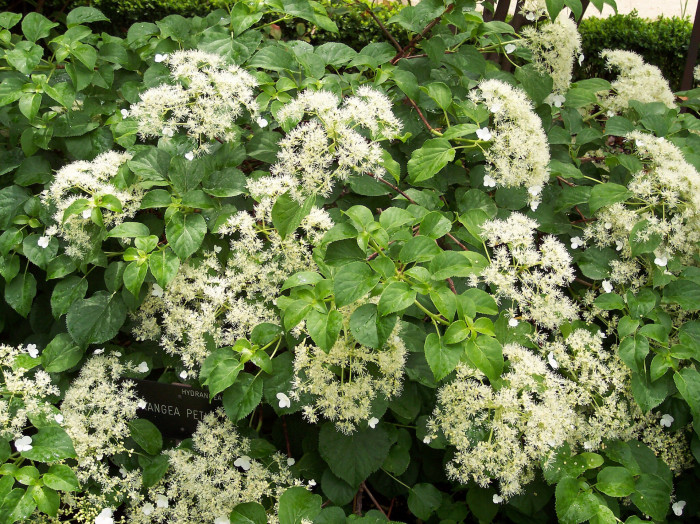 등수국 - Hydrangea petiolaris Siebold & Zucc.
