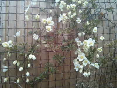 상록으아리 사진 - Clematis cartmanii Photos