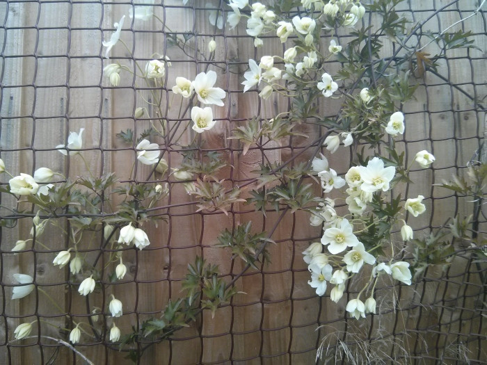상록으아리 - Cartmanii Joe, Clematis cartmanii