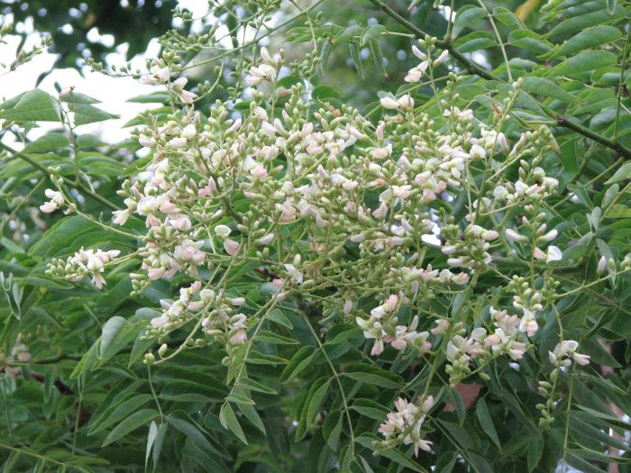 회화나무 - Sophora japonica L.