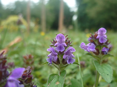 두메꿀풀 사진 - Prunella vulgaris var. aleutica Fernald Photos