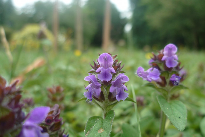 두메꿀풀 - Prunella vulgaris var. aleutica Fernald