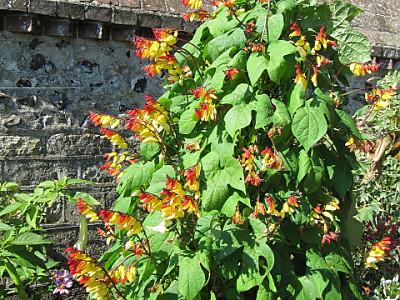 폭죽덩굴 사진 - Ipomoea lobata (Cerv.) Thell. Photos