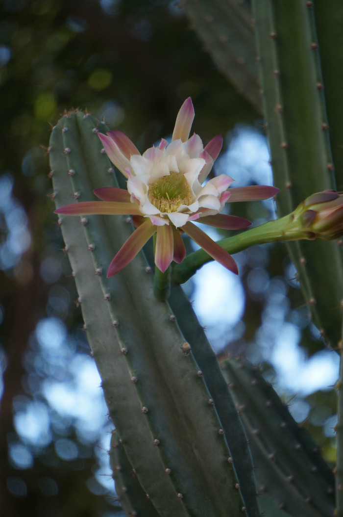 귀면각 - Peruvian apple, Apple cactus, Cereus peruvianus Mill.