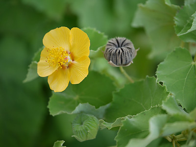 아부틸론 인디쿰 사진 - Abutilon indicum (L.) Sweet Photos