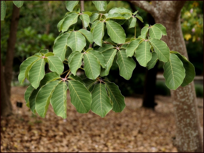 슈도봄백스 엘립티컴 - Bombax ellipticum, Shaving Brush, Shaving Brush Tree, Pseudobombax ellipticum