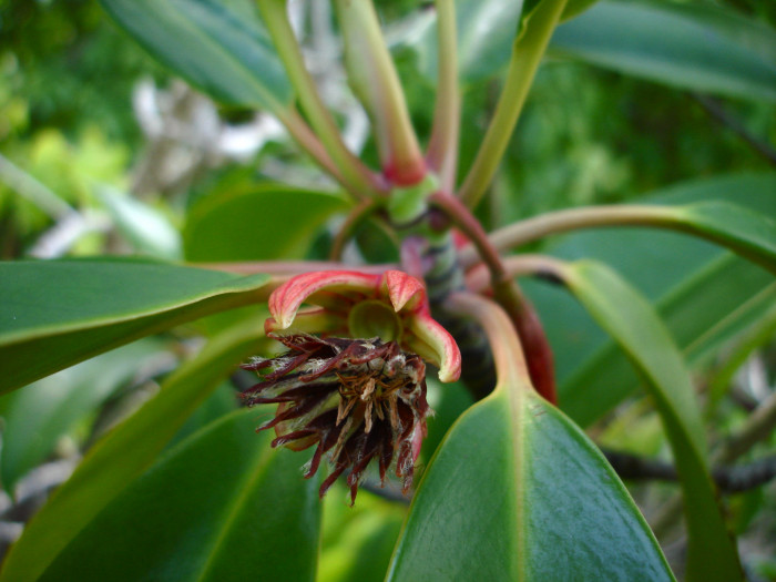 검은맹그로브 - Black mangrove, Bruguiera gymnorhiza (L.) Lam.