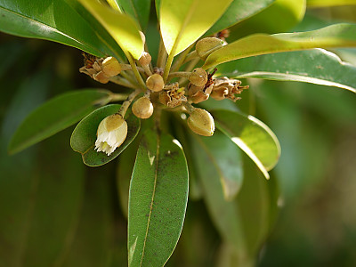 사포딜라 사진 - Manilkara zapota van Royen Photos