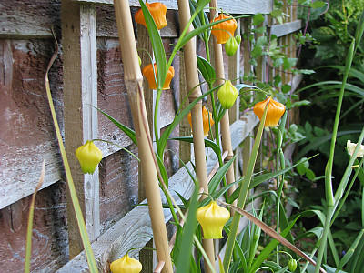 산데르소니아 사진 - Sandersonia aurantiaca Photos