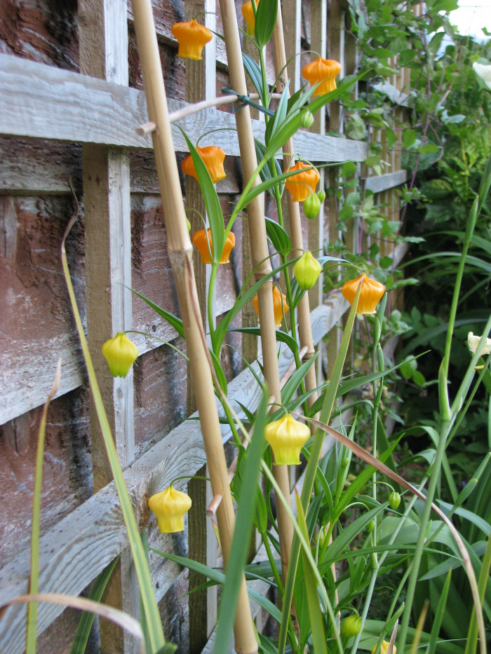 산데르소니아 - Chinese lantern lily, Christmas Bells, Sandersonia aurantiaca