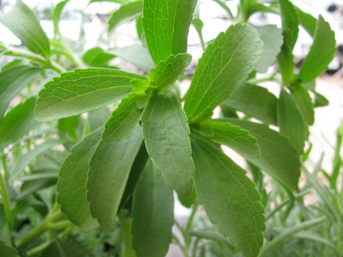 스테비아 - Stevia rebaudiana