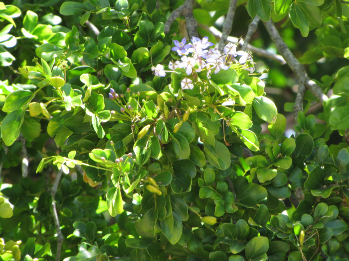 유창목 - lignum vitae, Guaiacum officinale
