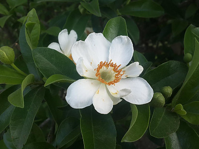 프라이드계란꽃 사진 - Oncoba spinosa Photos