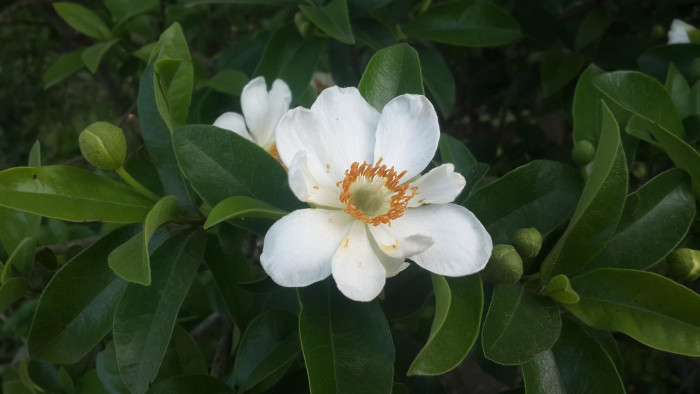 프라이드계란꽃 - Snuff box tree, Fried egg Tree, Fried egg Flower, Oncoba spinosa