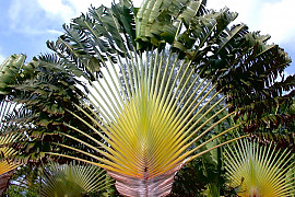 여인초 - Ravenala madagascariensis