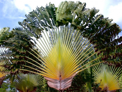 여인초 사진 - Ravenala madagascariensis Photos