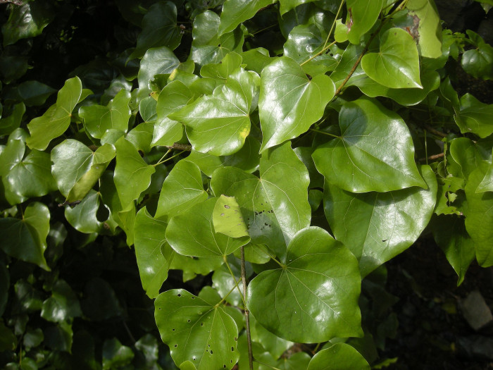 황금나무의 왕관 - Golden Glory Tree, Barklya, Crown of Gold Tree, Barklya syringifolia